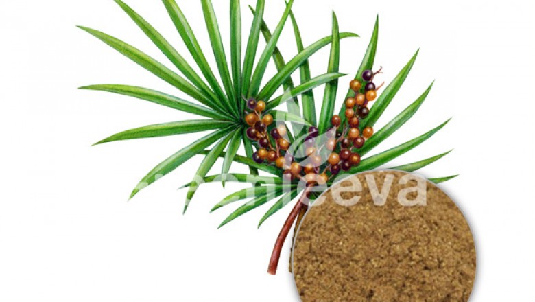 ORGANIC SAW PALMETTO FRUIT POWDER