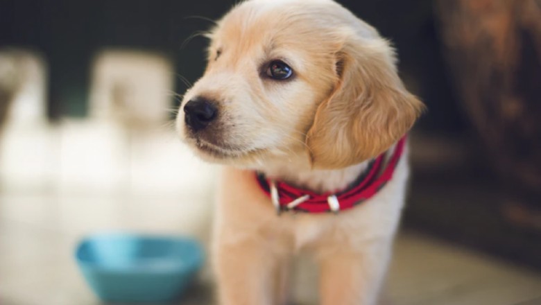 Emotional Support Animal Letter