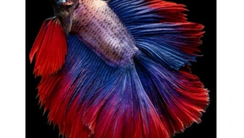 Betta Types