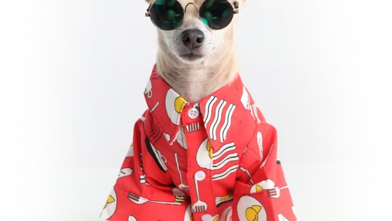 Look at the Latest Collection of Small Dog Shirts Designs