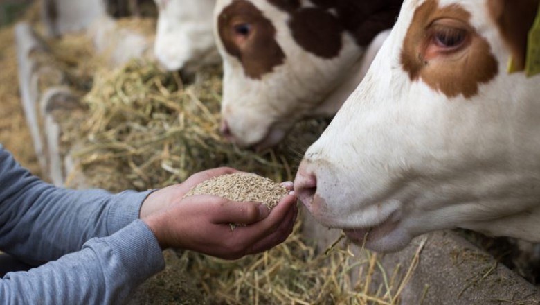 What Are the Different Animal Feed Additives That Are Currently Available, And Why Are They Getting So Much Attention?