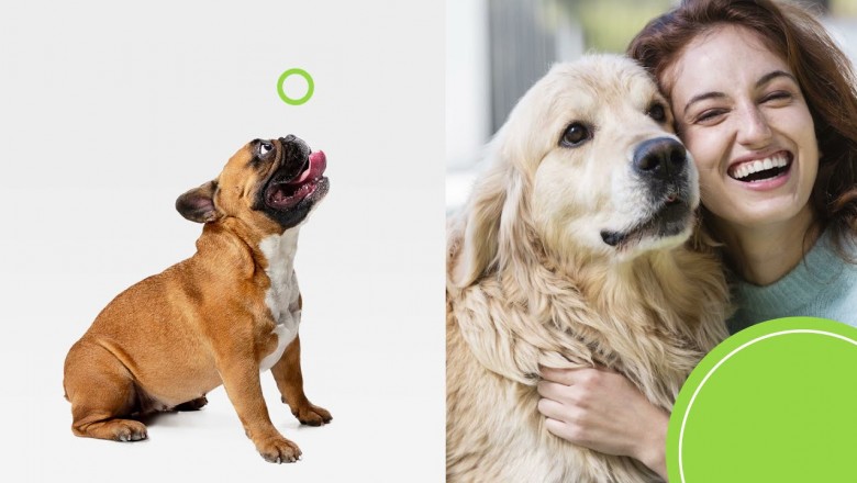 What you Want to Know About CBD for Dogs