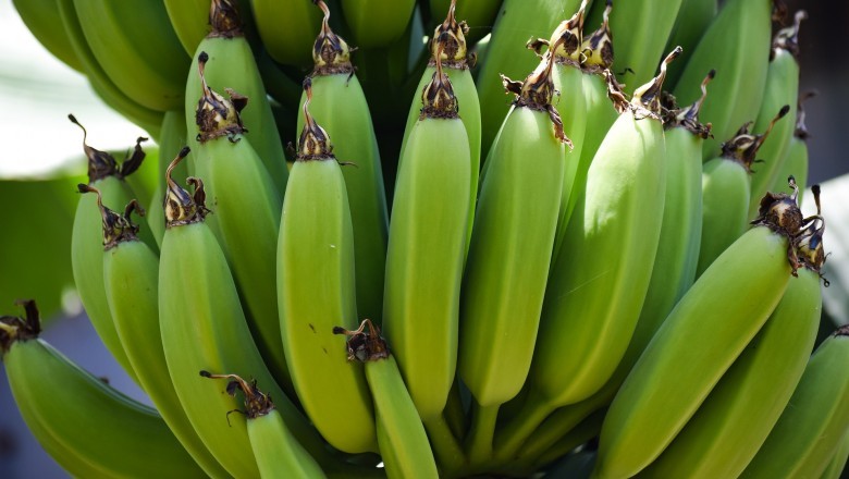 Banana Flour Market - Global Industry Analysis, Size, Share, Growth, Trends