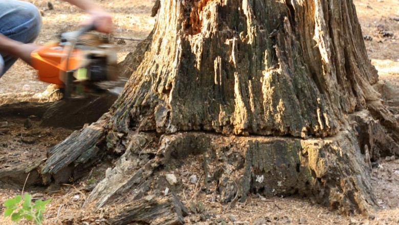 Tree Removal Covington | Acadian Tree and Stump Removal Service