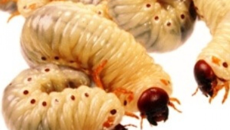 Why Is Pest Control Required?