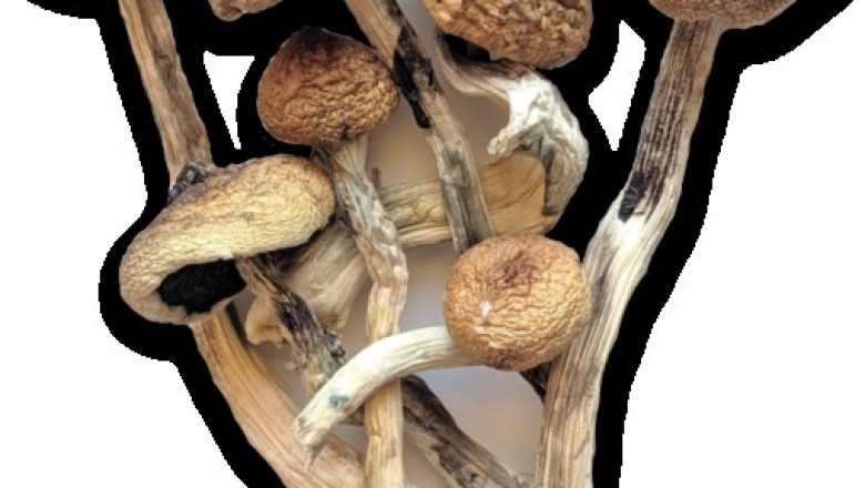 Buy Golden Teacher Mushrooms in USA