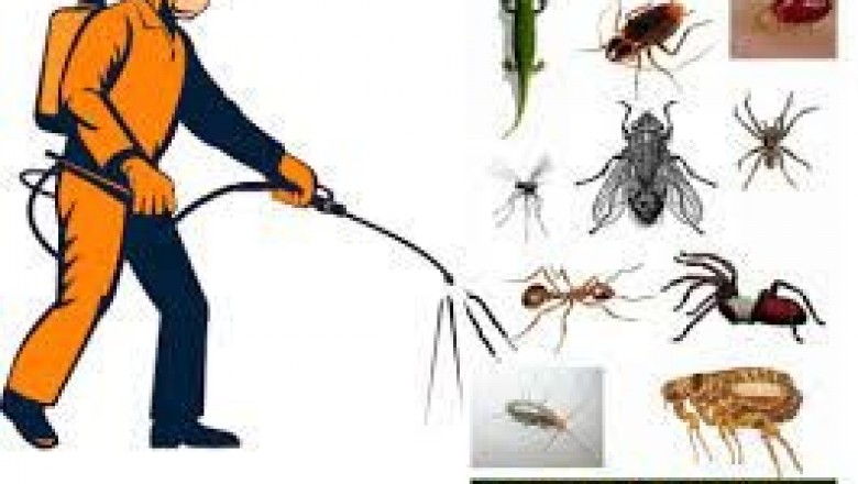 end of lease pest control sydney