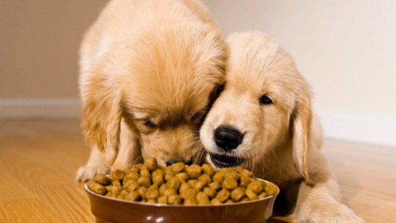 Reasons to Have a Dog