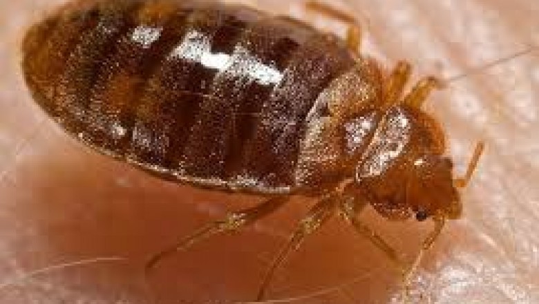 Bedbugs Control Services Cambridge ON