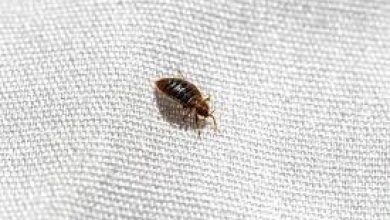 Bedbugs Control Services Cambridge