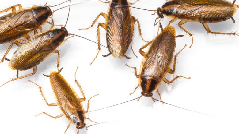 Cockroaches Control Services Cambridge ON