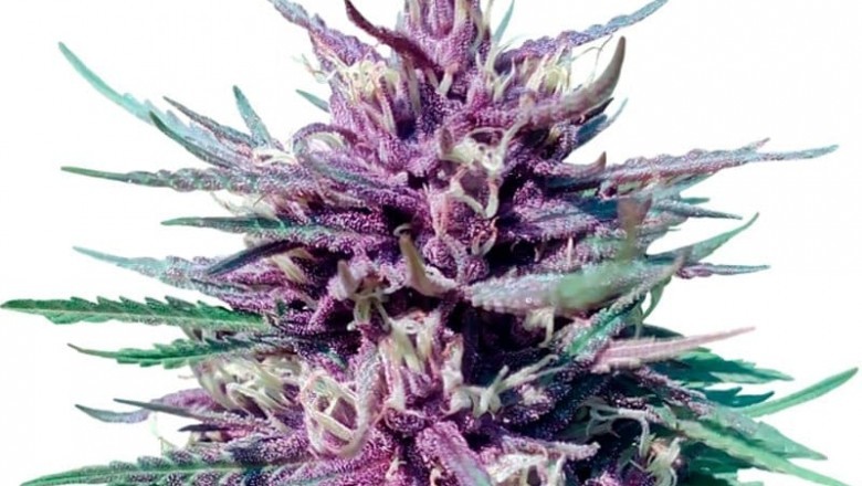 Advantages of High Yielding Variety Seeds