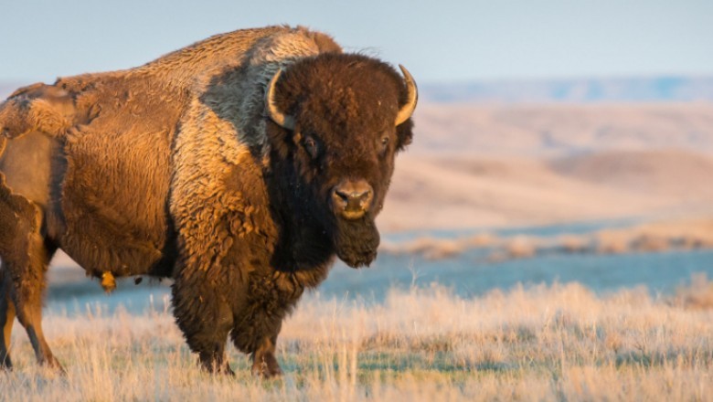 Interesting Facts About Bison