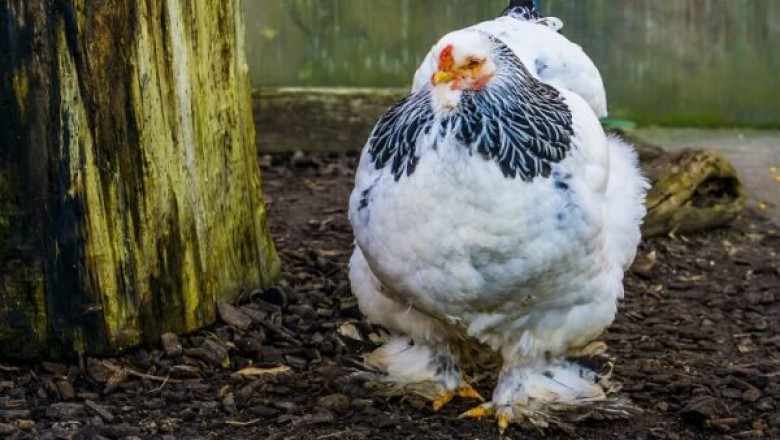 What are and why “Brahma Chicken” used for?