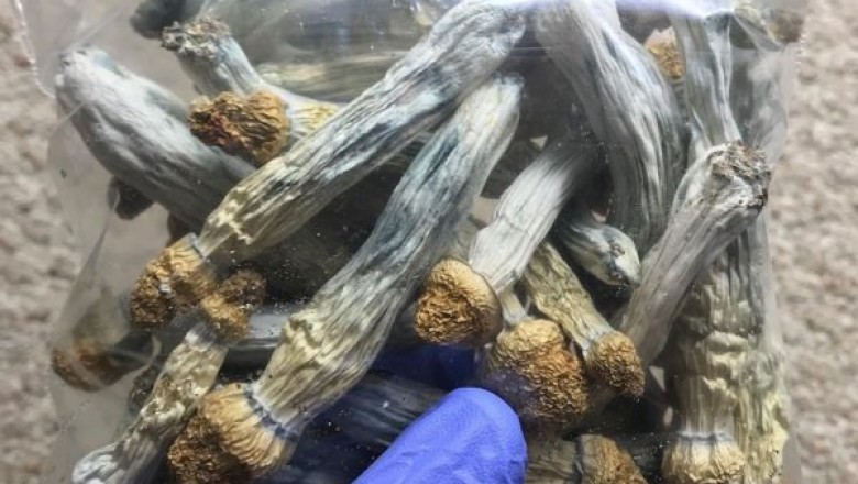 Are You Looking for Psychedelics for Depression and Anxiety – Find the Right Store?