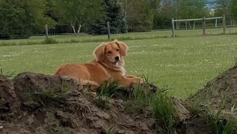 Dog Training Bozeman