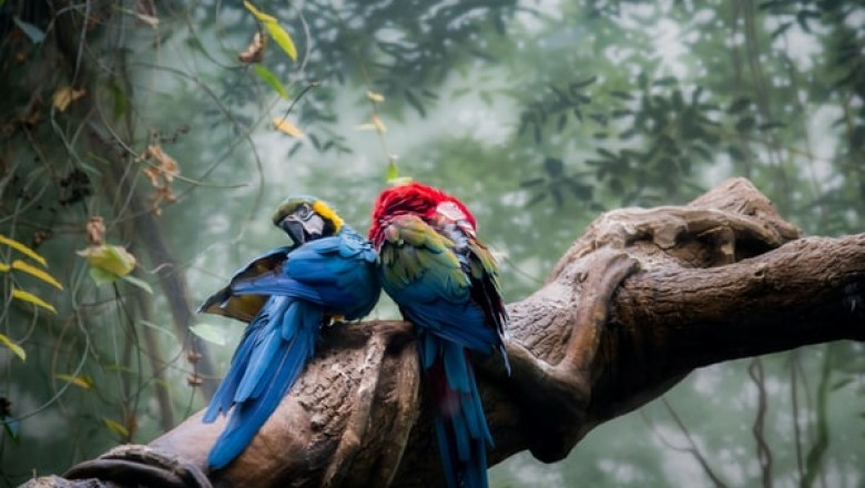 Why Are Parrot Toys Essential Supplies for Your Pet?