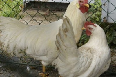 Are Leghorn chickens friendly?