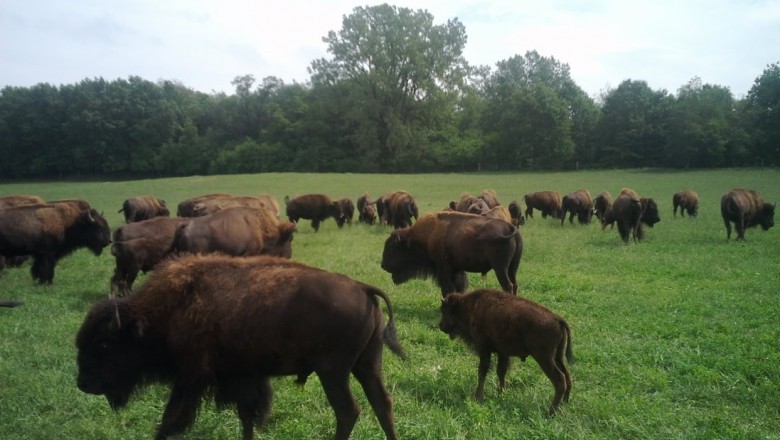 Important Tips For Bison Ranching For Beginners