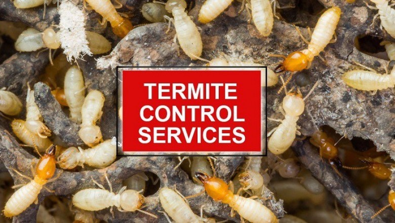 Call the Best in Termite Control Service in Sydney.