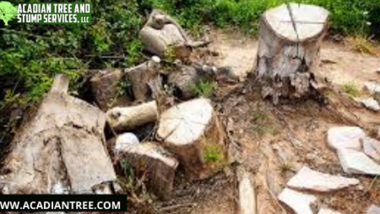 Picayune Tree Removal - Acadian Tree and Stump Removal Service
