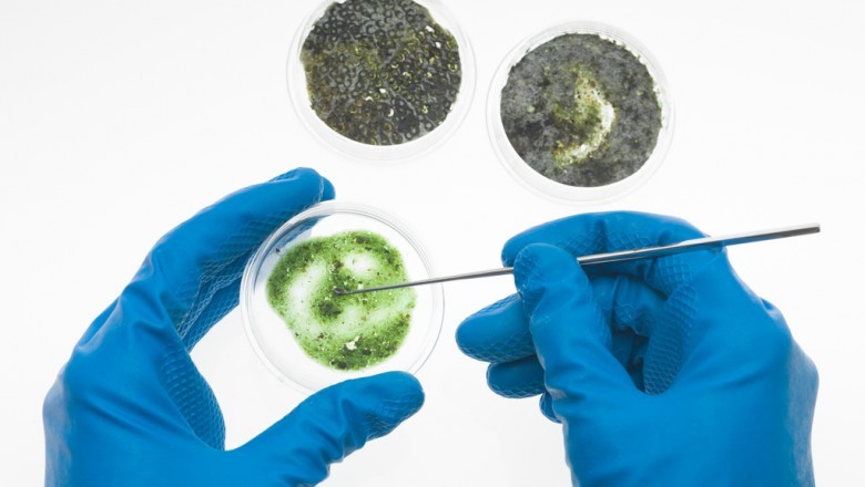 Mold Testing And Inspection Services San Francisco