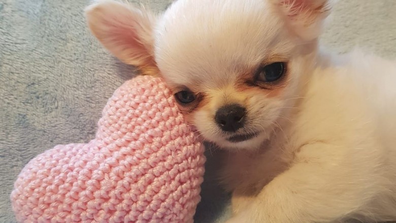 WELCOME TO T-CUP CHIHUAHUA PUPPIES HOME | chihuahua puppies for sale the