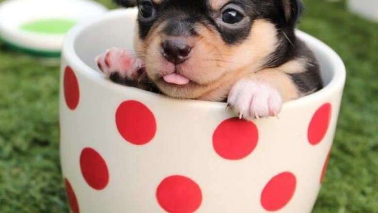 WELCOME TO T-CUP CHIHUAHUA PUPPIES HOME | chihuahua puppies for sale