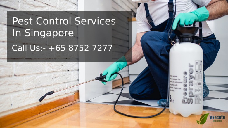 What Are Some Pest Control Methods? And Why Do We Need Pest Control?