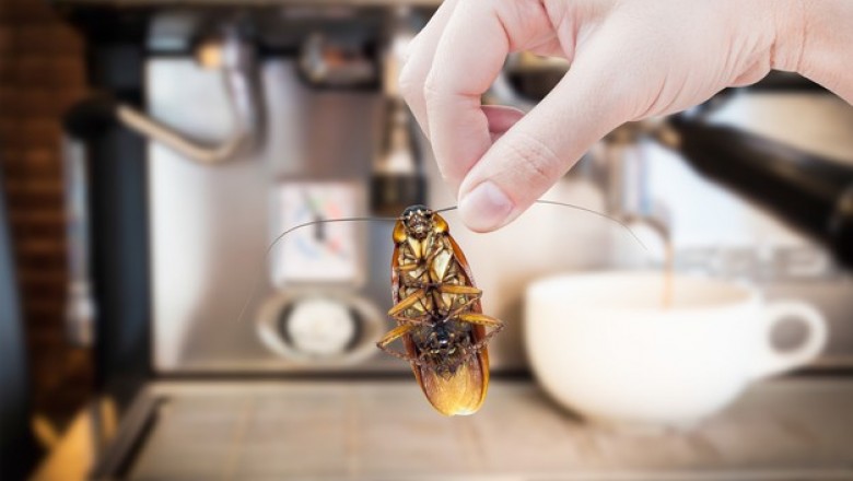 How to prevent Cockroach infesting our Home