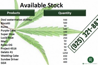 Fresh and healthy Petro Chem Clones in San Jose