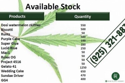 Rooted & Healthy GG4 Clone.