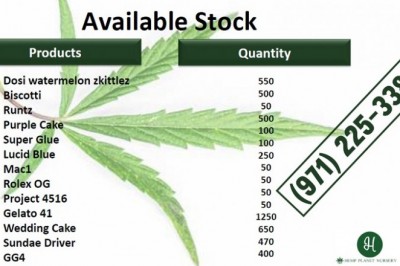 Fresh and healthy Peanut Butter Breath Clones in San Jose