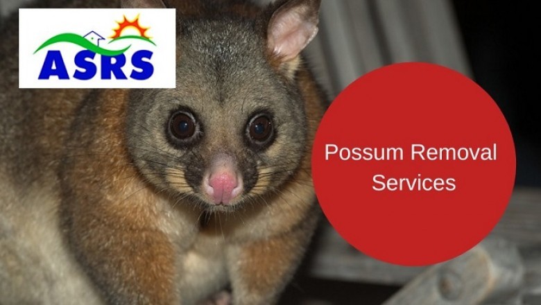 Possum Removal in Sydney