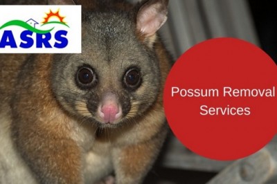 Possum Removal in Sydney