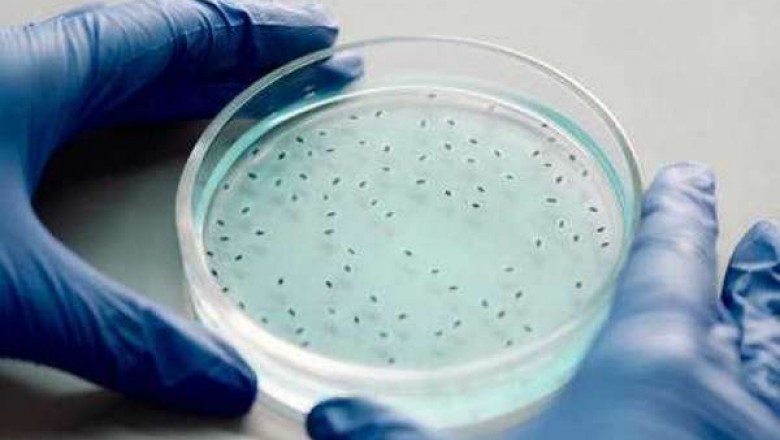 The production of HPAPIs and Cytotoxic Drugs has become critical in ensuring the safety of a variety of chemical compounds.