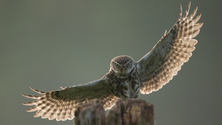 Wildlife Photography