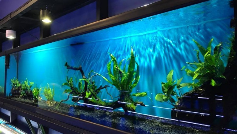 Get Hours of Entertaining Self-Care with Custom Aquariums