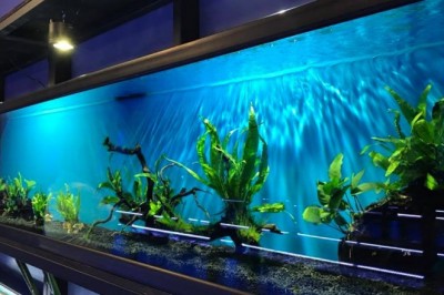 Get Hours of Entertaining Self-Care with Custom Aquariums