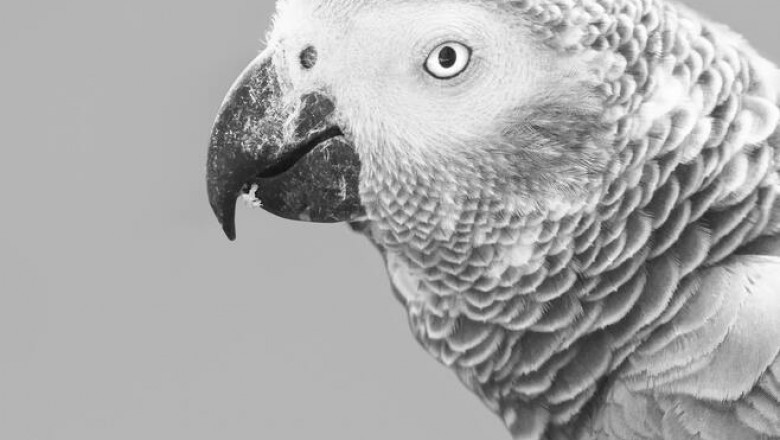 African Grey Parrots For Sale|blissafricangreyparrots