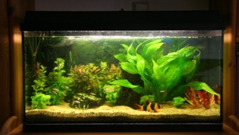 Design Aquariums According to Your Choice from Fountains.Com