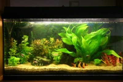 Design Aquariums According to Your Choice from Fountains.Com