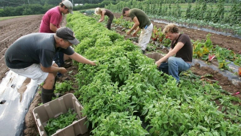 Organic Farming Requires Great Deal of Research to Determine Proper Balance between Crop Production and Pest Control