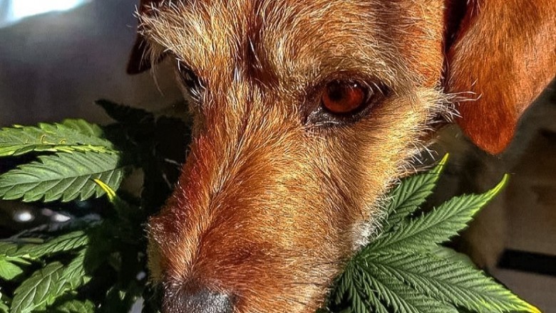 Helping Your Dog Deal with Separation Anxiety