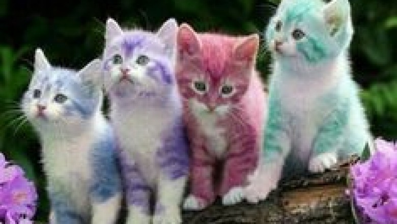 Top 100 Cats & Kittens in Toowoomba