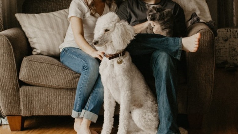 Reasons to Buy from an Online Pet Warehouse
