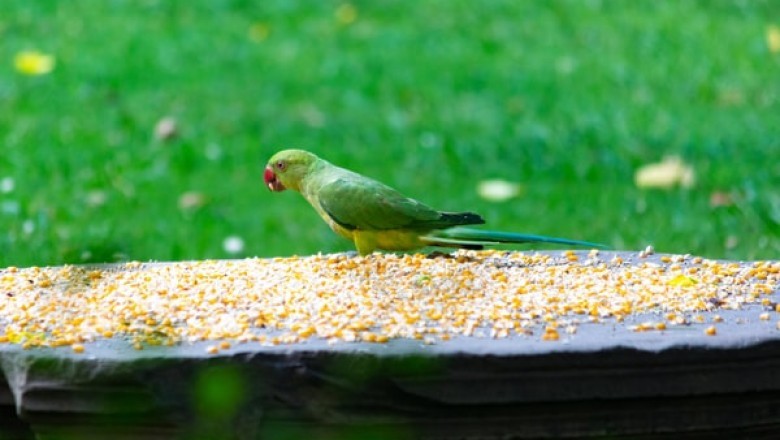 Reasons to Purchase Vetafarm Bird Food