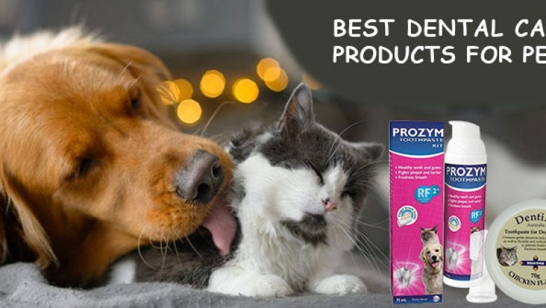 Pet Dental Health Month – Identifying and Preventing Common Dental Problems