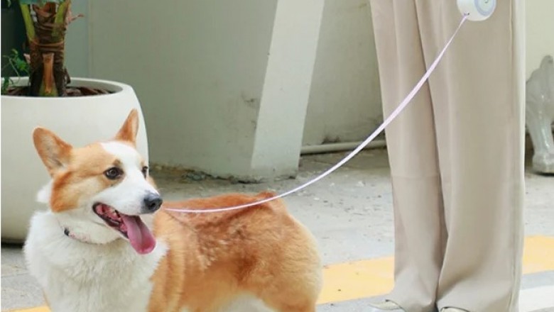 Many types of dog leashes available and their uses