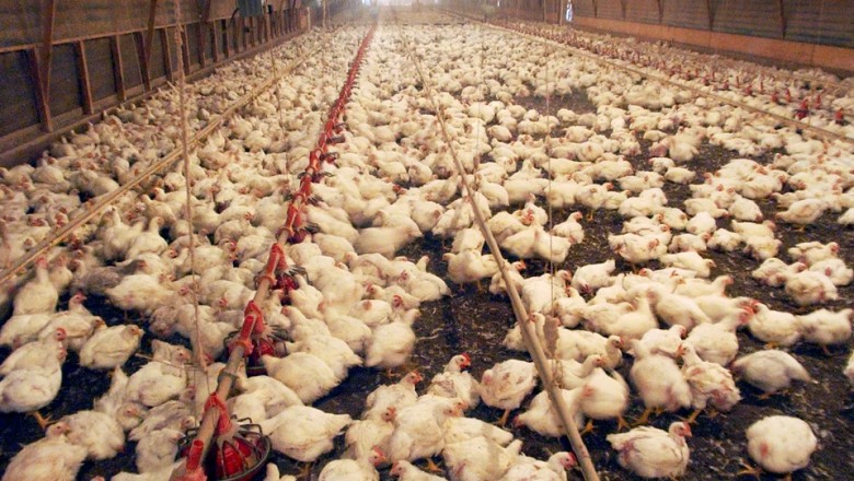 Which One Is Good For Your Health-Frozen Chicken Or Fresh Chicken?